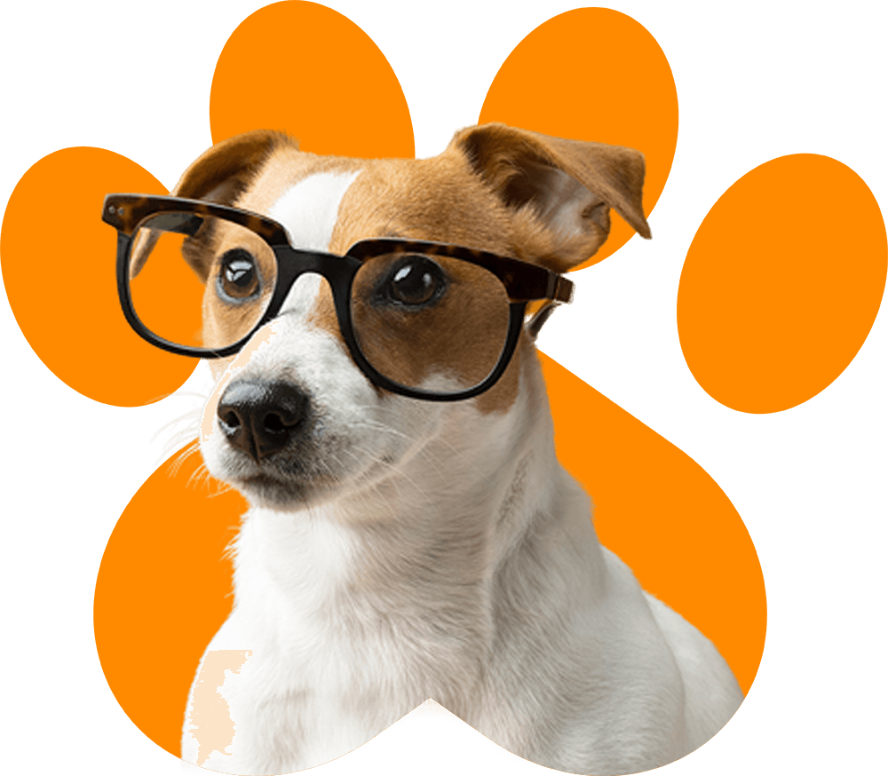 Best Doggy Day Care Services Abu Dhabi | Pets Corner