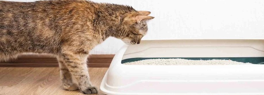 We Love Cats and Kittens Cover Image